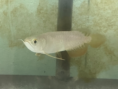 No28　レッドテールゴールデン　13～14ｃｍぐらい　１匹　現物