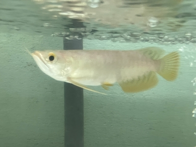 No29　レッドテールゴールデン　13～14ｃｍぐらい　１匹　現物