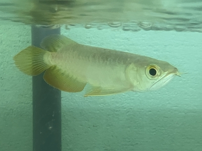 No30　レッドテールゴールデン　13～14ｃｍぐらい　１匹　現物