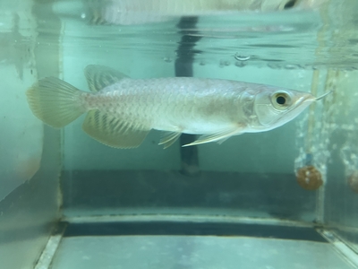 No31　レッドテールゴールデン　13～14ｃｍぐらい　１匹　現物