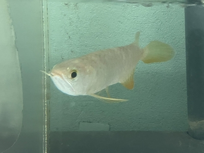 No32　レッドテールゴールデン　13～14ｃｍぐらい　１匹　現物