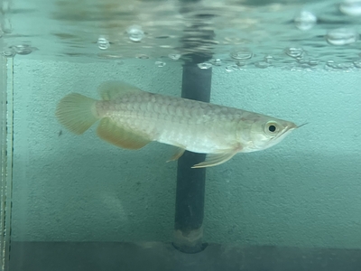 No33　レッドテールゴールデン　13～14ｃｍぐらい　１匹　現物