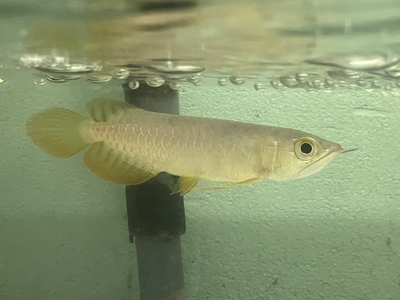 No34　レッドテールゴールデン　13～14ｃｍぐらい　１匹　現物