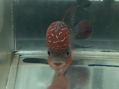 ビッグヘッドフラワーホーン  14cmぐらい