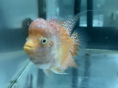 スリーカラーフラワーホーン　15ｃｍぐらい