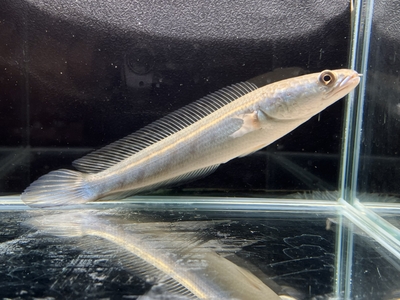 チャンナ・マルリオイデス　イエロー　13ｃｍぐらい