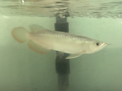 No36　レッドテールゴールデン　15ｃｍぐらい　１匹　現物