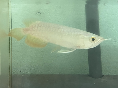 No41　レッドテールゴールデン　15ｃｍぐらい　１匹　現物