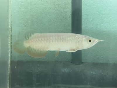 No42　レッドテールゴールデン　15ｃｍぐらい　１匹　現物