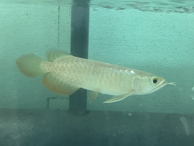 No43　レッドテールゴールデン　15ｃｍぐらい　１匹　現物