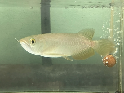 No44　レッドテールゴールデン　16ｃｍぐらい　１匹　現物