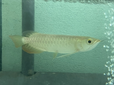 No46　レッドテールゴールデン　15ｃｍぐらい　１匹　現物