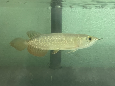 No47　レッドテールゴールデン　15ｃｍぐらい　１匹　現物