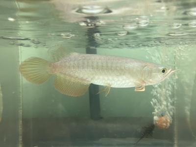 No51　レッドテールゴールデン　15ｃｍぐらい　１匹　現物