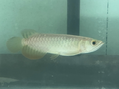 No55　レッドテールゴールデン　15ｃｍぐらい　１匹　現物