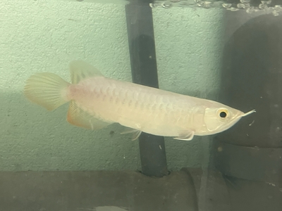 No60　紅尾金龍 （レッドテールゴールデン）　15ｃｍぐらい　１匹　現物