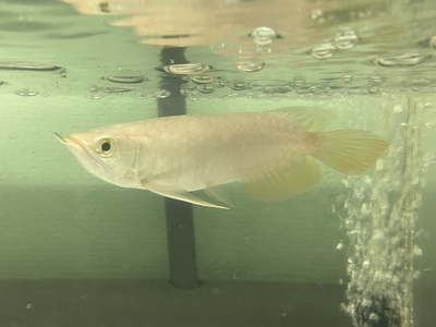 No64　紅尾金龍 （レッドテールゴールデン）　15ｃｍぐらい　１匹　現物