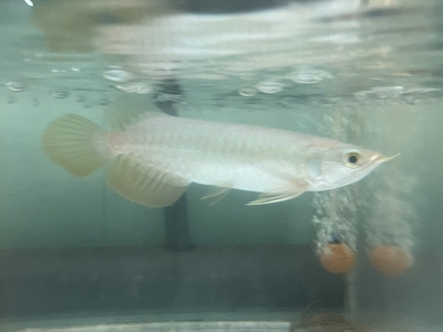 No68　紅尾金龍 （レッドテールゴールデン）　15ｃｍぐらい　１匹　現物