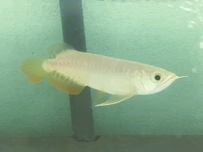 No69　紅尾金龍 （レッドテールゴールデン）　15ｃｍぐらい　１匹　現物