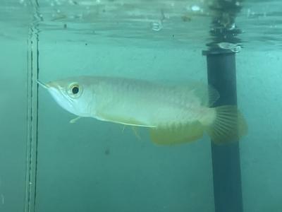 No72　紅尾金龍 （レッドテールゴールデン）　15ｃｍぐらい　１匹　現物