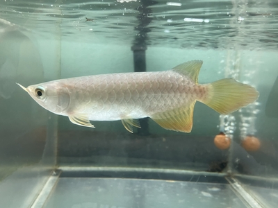 No75　紅尾金龍 （レッドテールゴールデン）　15ｃｍぐらい　１匹　現物