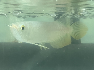 No80　紅尾金龍 （レッドテールゴールデン）　15ｃｍぐらい　１匹　現物