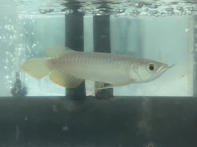 No82　紅尾金龍 （レッドテールゴールデン）　15ｃｍぐらい　１匹　現物