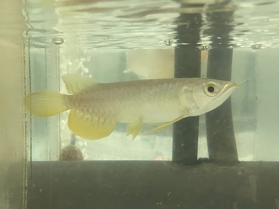 No84　紅尾金龍 （レッドテールゴールデン）　14ｃｍぐらい　１匹　現物