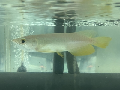 No87　紅尾金龍 （レッドテールゴールデン）　15ｃｍぐらい　１匹　現物