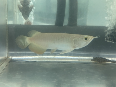 No88　紅尾金龍 （レッドテールゴールデン）　15ｃｍぐらい　１匹　現物