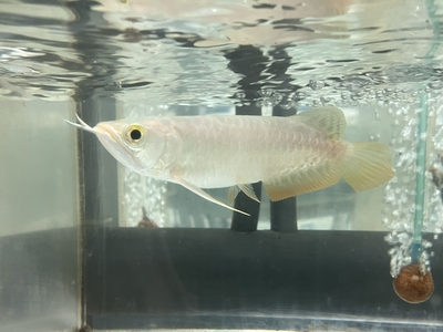 No89　紅尾金龍 （レッドテールゴールデン）　15ｃｍぐらい　１匹　現物