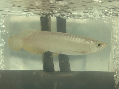 No92　紅尾金龍 （レッドテールゴールデン）　15ｃｍぐらい　１匹　現物