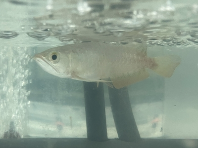 No93　紅尾金龍 （レッドテールゴールデン）　15ｃｍぐらい　１匹　現物