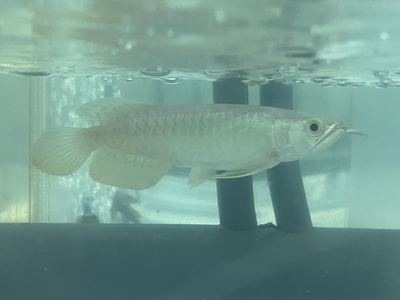 No94　紅尾金龍 （レッドテールゴールデン）　15ｃｍぐらい　１匹　現物