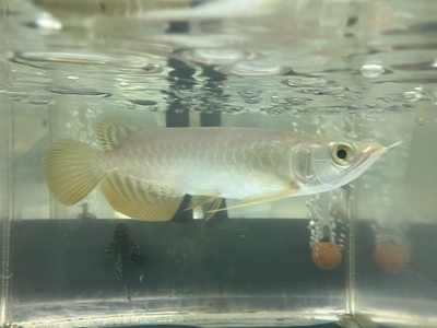 No96　紅尾金龍 （レッドテールゴールデン）　15ｃｍぐらい　１匹　現物