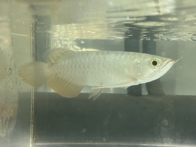 No99　紅尾金龍 （レッドテールゴールデン）　15ｃｍぐらい　１匹　現物