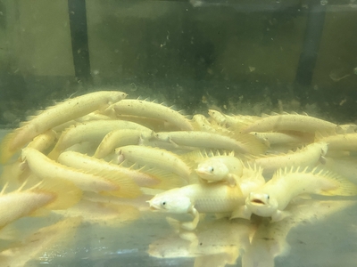 ゴールデンセネガル　12ｃｍぐらい