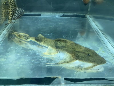 バガリウス　ヤレリー　28ｃｍ前後