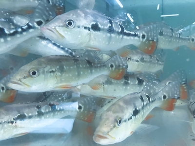 キクラ　ピクティ　16ｃｍ前後