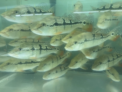 キクラ　ピニマ　16ｃｍ前後