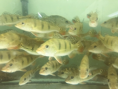 キクラ　プロコポンド　16ｃｍ前後