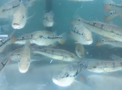 キクラ　インターメディア　16ｃｍ前後