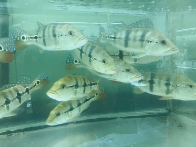 キクラ・メラニナエ　15ｃｍ　前後