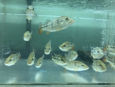 キクラ・オリノコ　15ｃｍ　前後