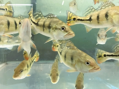 キクラ・ピニマ　15ｃｍ前後