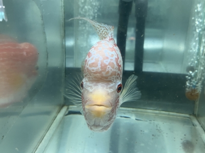 S-1　スリーカラーフラワーホーン　20ｃｍ前後　現物