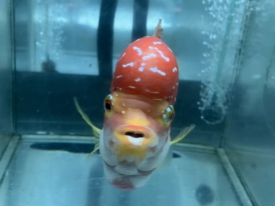 S-2　スリーカラーフラワーホーン　15ｃｍ前後　現物