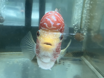 S-3　スリーカラーフラワーホーン　15ｃｍ前後　現物