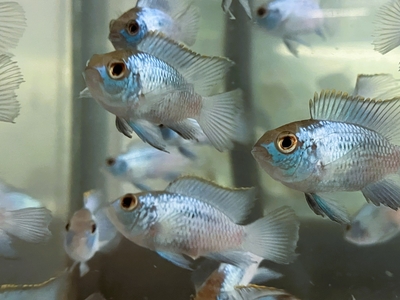 コバルトブルーアカラ　4～5ｃｍ　ぐらい