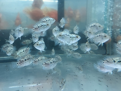 エレクトリックブルー　ジャックデンプシー　3ｃｍぐらい